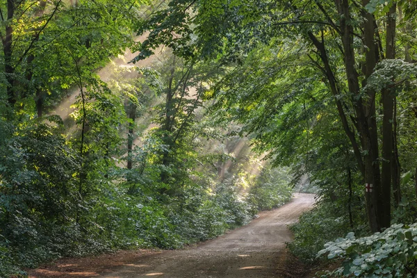 Brouillard solaire dans la forêt — Photo