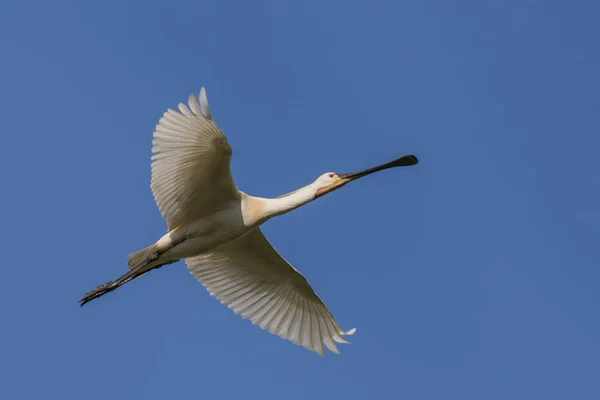 Lettera Spoonbill Comune Volo Nel Delta Del Danubio Romania — Foto Stock