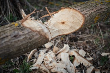 Kunduzlar tarafından ısırık izleri ve yontulmuş odunlarla ezilmiş..