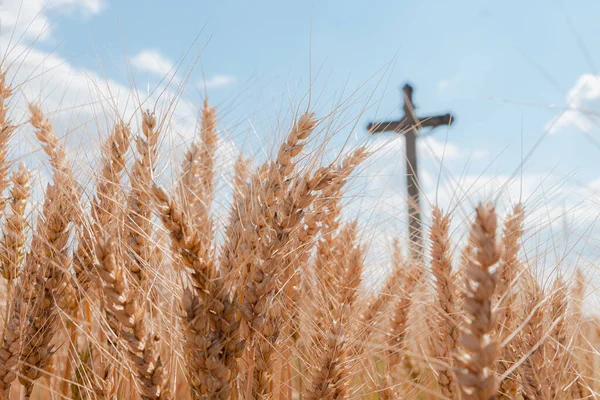 Ripe Barley Spikes Wayside Cross Background — Stock Photo, Image