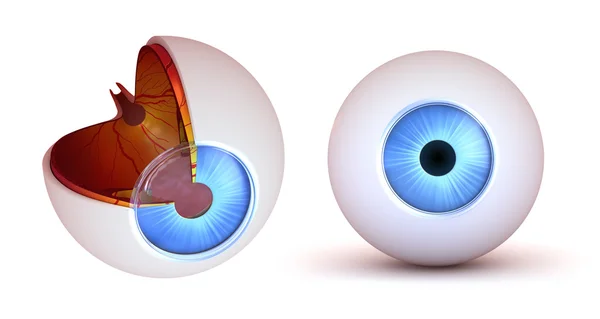 Anatomie oka - vnitřní struktura a pohled zepředu — Stock fotografie