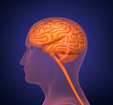 Human brain. Cross section. On dark background. clipart