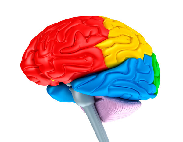 Мозговые доли разного цвета. Изолированные на белом
.