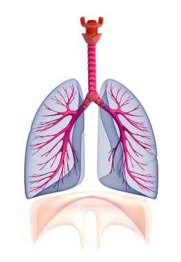 transtarent insan akciğer anatomisi. beyaz izole