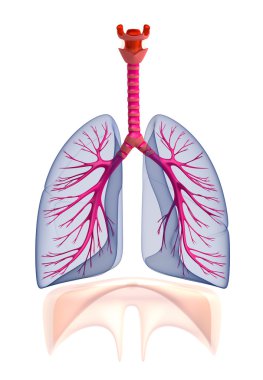 Transtarent human lungs anatomy. Isolated on white clipart