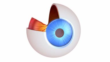 göz anatomisi - beyaz izole iç yapısı