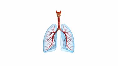 Akciğer - pulmoner sistem. beyaz izole Önden Görünüm