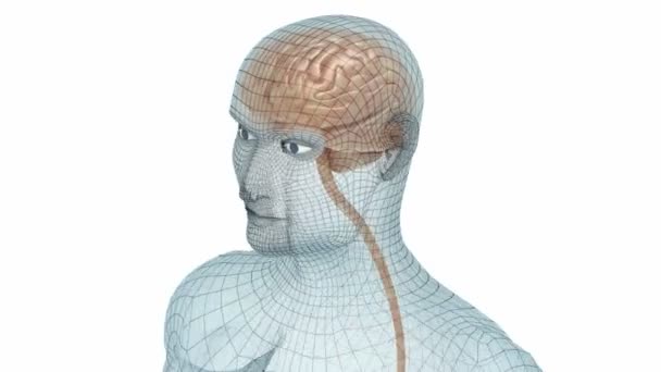 Human brain and body wire model — Stock Video