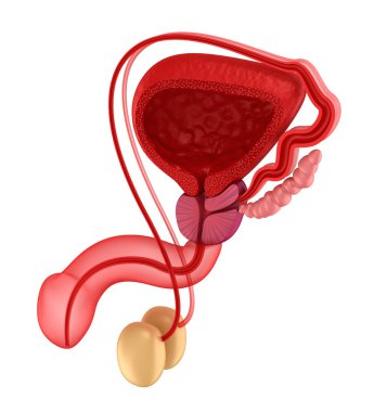 Male reproductive system. clipart