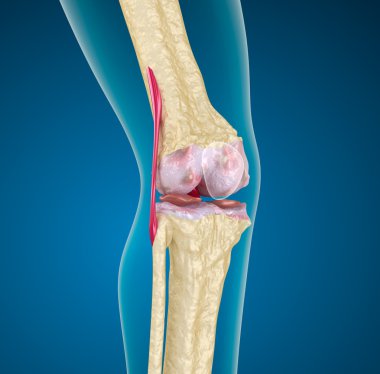 Human knee joint. clipart