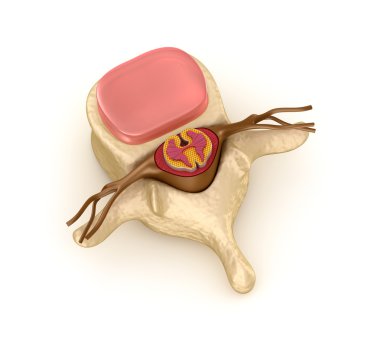 Spinal segment with a disk clipart