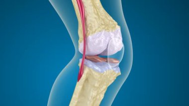 diz eklem Osteoporoz.