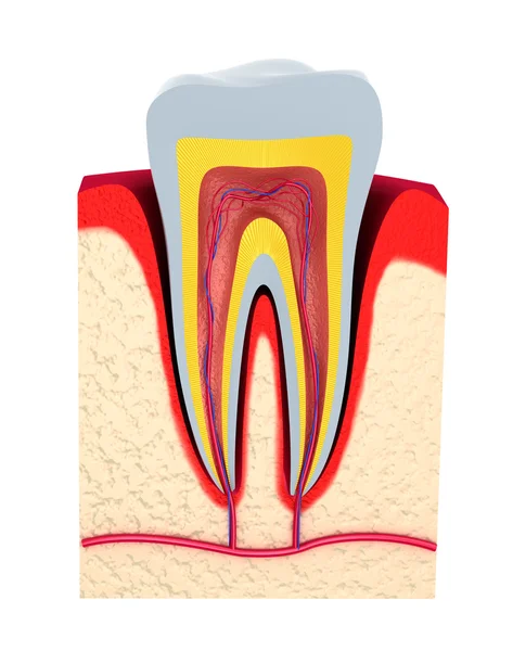 Sezione del dente. polpa con nervi e vasi sanguigni . — Foto Stock