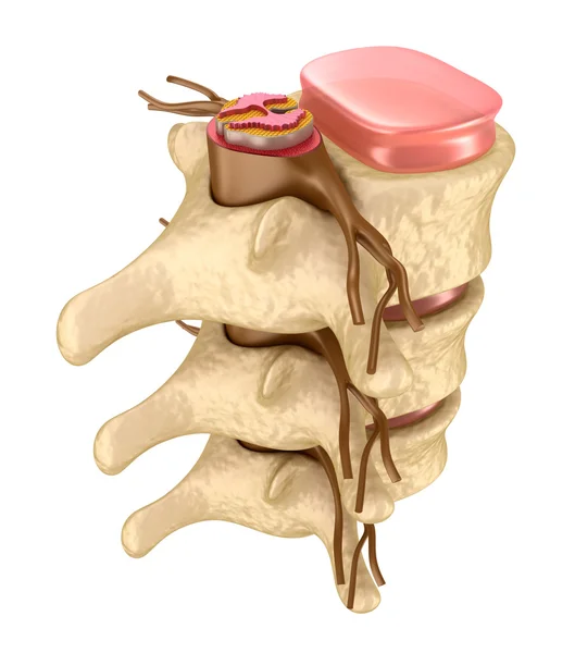Human spine in details — Stock Image Human spine in details Stock Image
