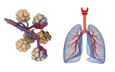 alveoller akciğerlerde - kan oksijen tarafından doyurarak