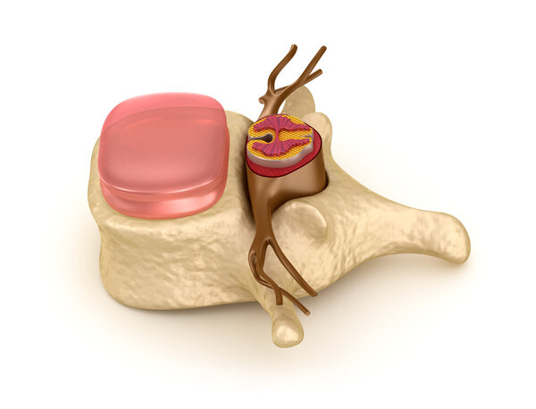 Human spine in details