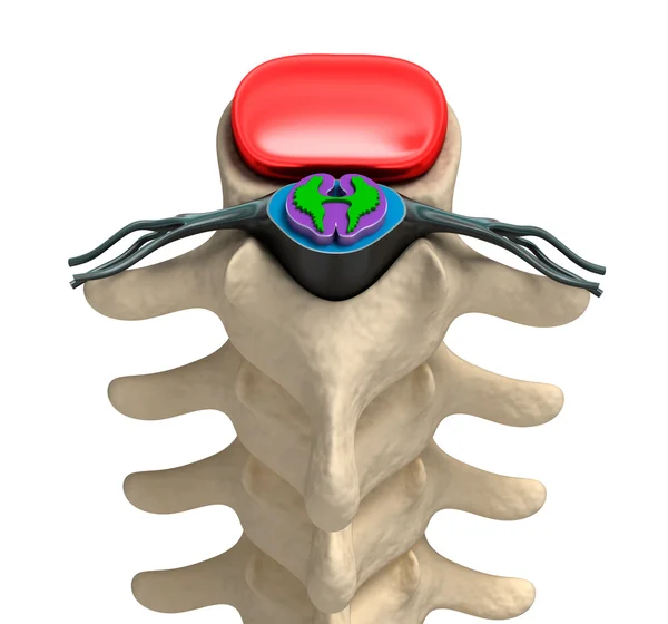 Позвоночник человека в деталях: позвоночник, костный мозг, диск и нервы . — стоковое фото