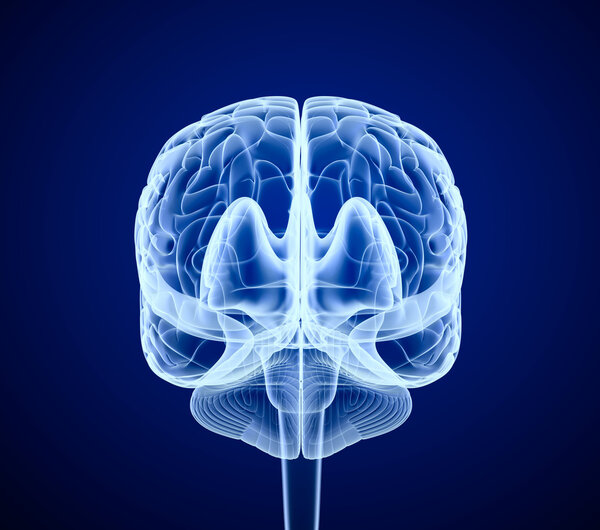 Сканирование мозга, рентген, вид спереди
