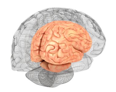 Human brain and 3D model clipart
