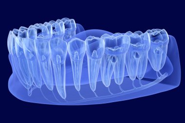 Diş kökü anatomisi, röntgen görüntüsü. Tıbbi olarak doğru olan 3 boyutlu diş illüstrasyonu