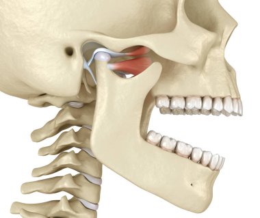 TMJ: Temporoçene eklemleri. Sağlıklı tıkanma anatomisi. İnsan dişleri ve protez kavramının tıbben doğru üç boyutlu çizimi