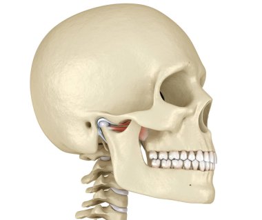 TMJ: Temporoçene eklemleri. Sağlıklı tıkanma anatomisi. İnsan dişleri ve protez kavramının tıbben doğru üç boyutlu çizimi