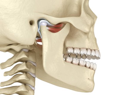 TMJ: Temporoçene eklemleri. Sağlıklı tıkanma anatomisi. İnsan dişleri ve protez kavramının tıbben doğru üç boyutlu çizimi