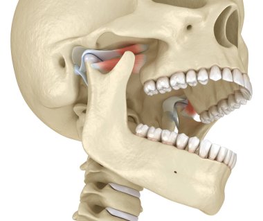 TMJ: Temporoçene eklemleri. Sağlıklı tıkanma anatomisi. İnsan dişleri ve protez kavramının tıbben doğru üç boyutlu çizimi