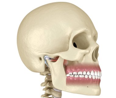 TMJ: Temporoçene eklemleri. Sağlıklı tıkanma anatomisi. İnsan dişleri ve protez kavramının tıbben doğru üç boyutlu çizimi
