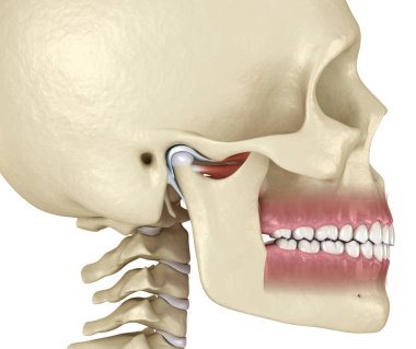 TMJ: Temporoçene eklemleri. Sağlıklı tıkanma anatomisi. İnsan dişleri ve protez kavramının tıbben doğru üç boyutlu çizimi