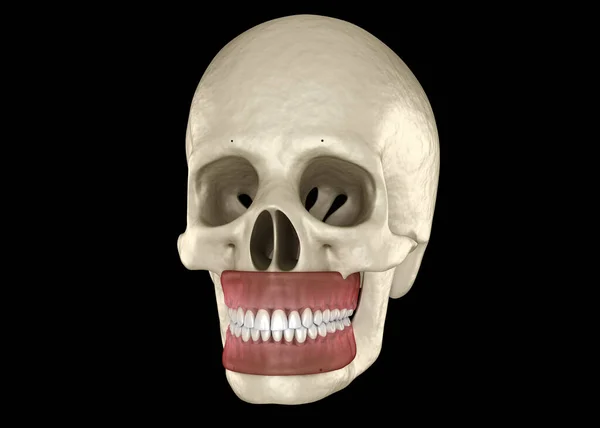 正常な閉塞を持つ健康な人間の歯 医学的に正確な歯3Dイラスト — ストック写真