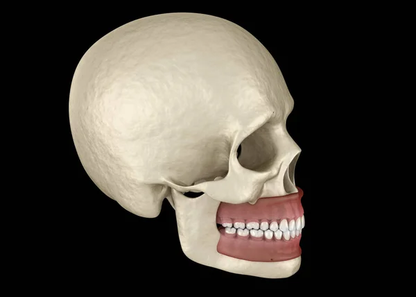 正常咬合的健康的人类牙齿 医学上准确的牙齿3D图像 — 图库照片