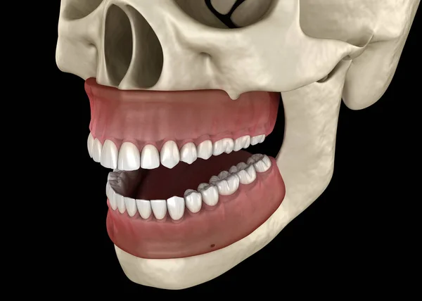 Homem Mandíbula Ou Maxilar Osso Com Os Dentes Vista Anterior Ou Frontal  Anatomicamente Precisa Isolado No Fundo Branco 3D Renderização Ilustração.  Anatomia, Medicina, Biologia, Conceito De Ciência. Foto Royalty Free,  Gravuras, Imagens