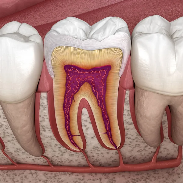 摩尔解剖的细节 人类牙齿的3D图像 — 图库照片