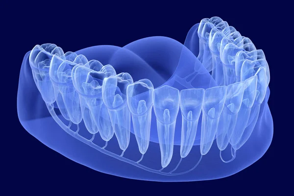 Anatomia Delle Radici Dei Denti Vista Raggi Illustrazione Dentale Clinicamente — Foto Stock