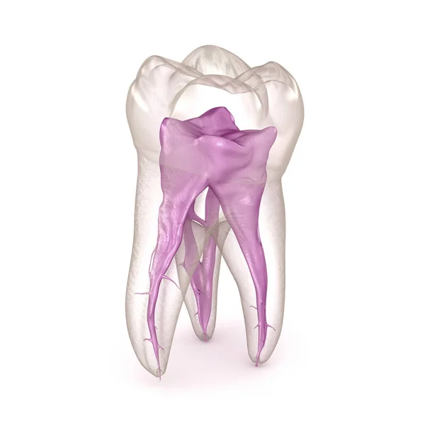 Zubní Kořen Anatomie První Maxilární Molární Zub Lékařsky Přesná Zubní — Stock fotografie