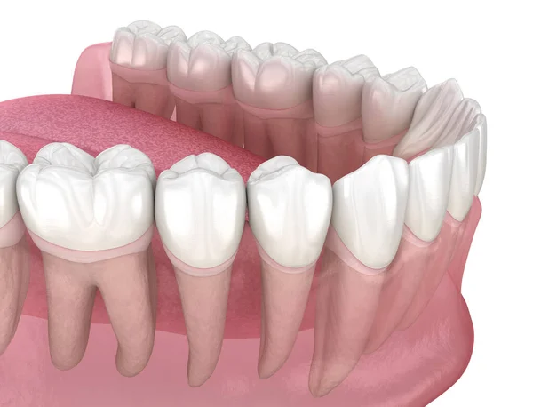 Morfologie Van Menselijke Tanden Medisch Nauwkeurige Tand Illustratie — Stockfoto