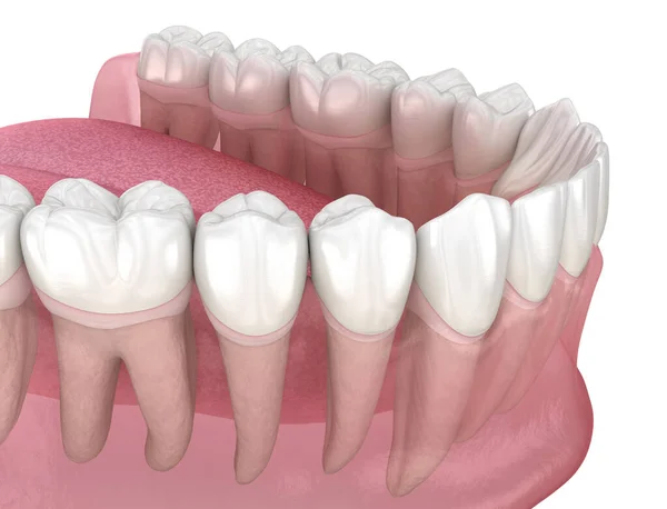 Morfologia Dos Dentes Humanos Ilustração Dente Medicamente Precisa — Fotografia de Stock