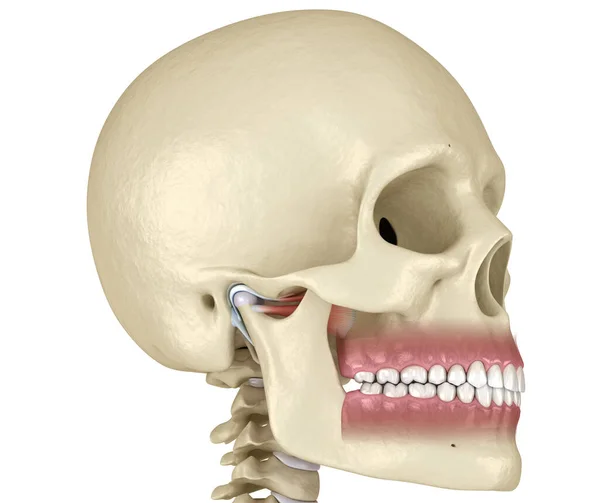 Tmj Temporomandibulära Lederna Friska Ocklusionsanatomi Medicinskt Korrekt Illustration Mänskliga Tänder — Stockfoto