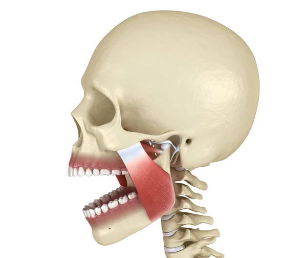 Tmj Las Articulaciones Músculos Temporomandibulares Ilustración Médicamente Precisa —  Fotos de Stock