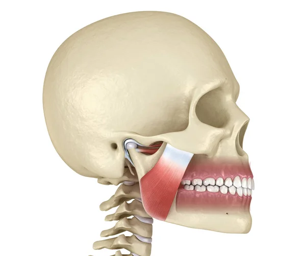 Tmj Temporomandibular Joints Muscles Medically Accurate Illustration — Stock Photo, Image