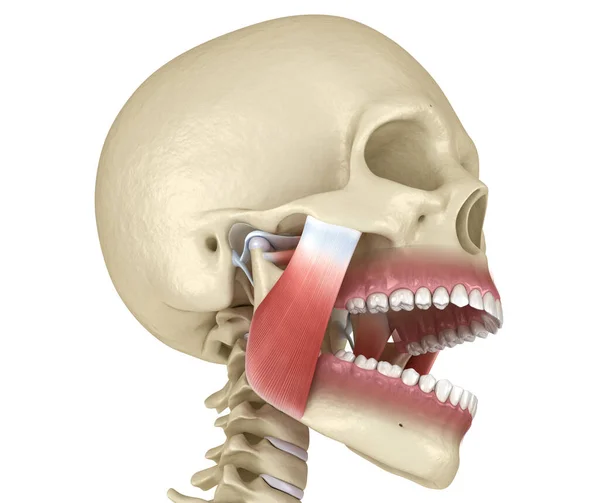 Tmj 暂时的下颌骨关节和肌肉 医学上准确的3D图像 — 图库照片