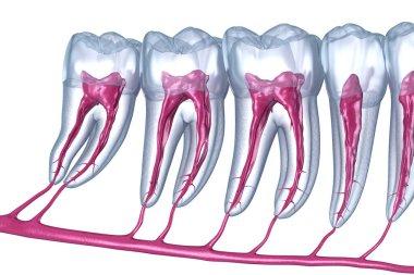 Diş kökü anatomisi, röntgen görüntüsü. Tıbbi olarak doğru olan 3 boyutlu diş illüstrasyonu