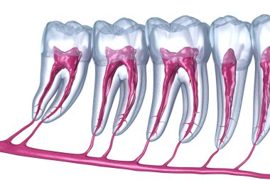 Dental root anatomy, Xray view. Medically accurate dental 3D illustration clipart