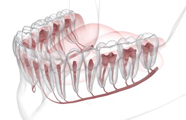 Diş kökü anatomisi, röntgen görüntüsü. Tıbbi olarak doğru olan 3 boyutlu diş illüstrasyonu