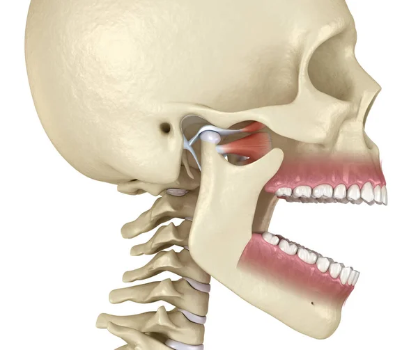 Zahnanatomie Geöffnetes Gebiss Medizinisch Korrekte Zahnärztliche Illustration — Stockfoto