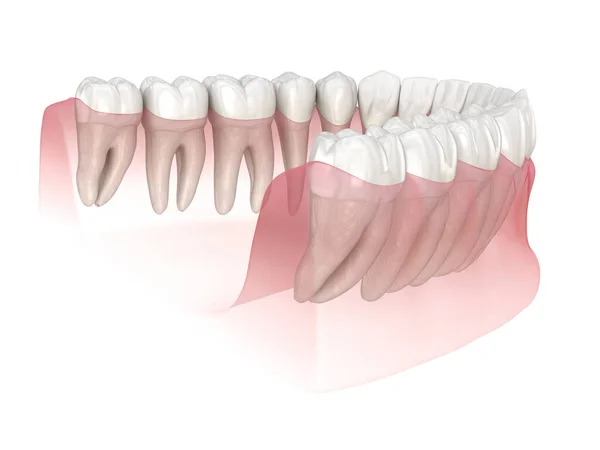 Morphologie Des Dents Humaines Illustration Dentaire Médicalement Précise — Photo