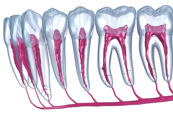 Anatomie Zubního Kořene Rentgenový Pohled Lékařsky Přesná Zubní Ilustrace — Stock fotografie