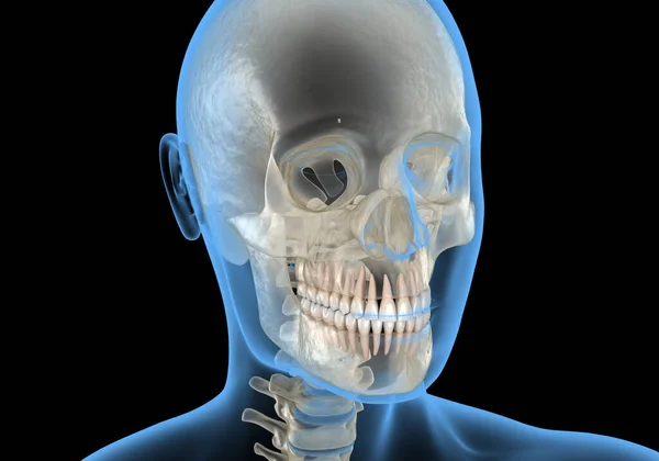 X線ビューで人間の頭 医学的に正確な3Dイラスト — ストック写真