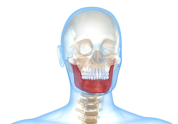 Menselijk Hoofd Röntgenzicht Gemarkeerd Jaw Medisch Accurate Illustratie — Stockfoto